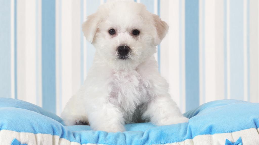 Bichon Frise