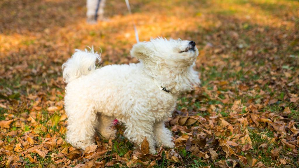 Exercise & Activity Needs icon