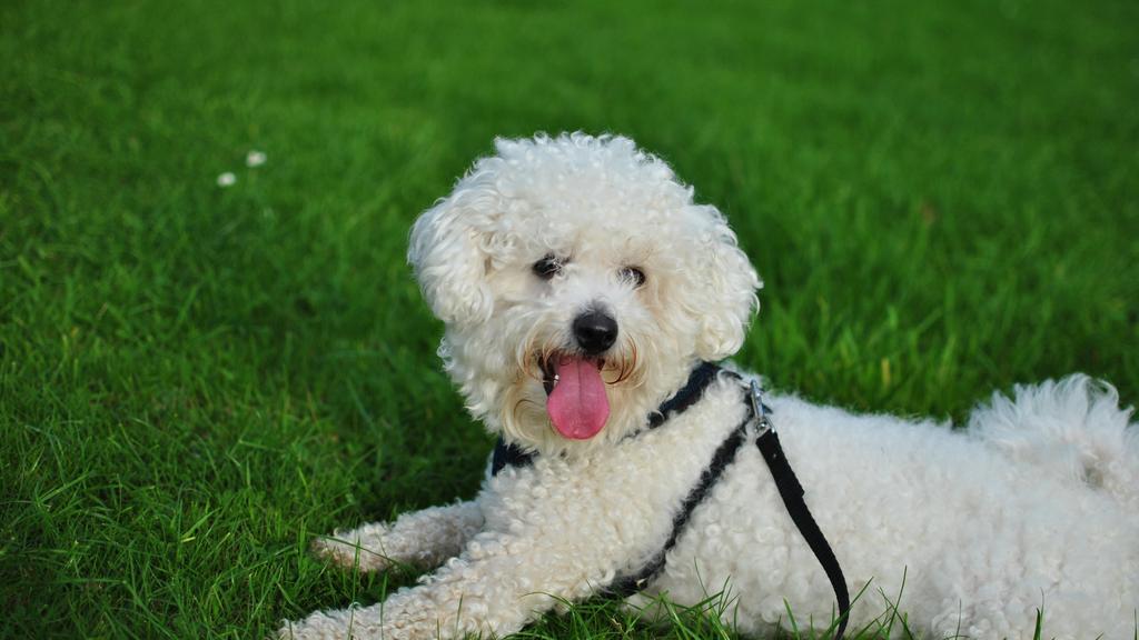 Bichon Frise