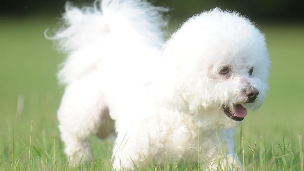 Grooming & Health icon