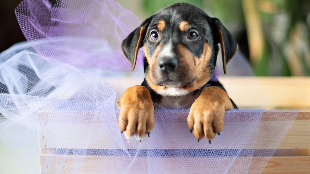 Black and Tan Coonhound