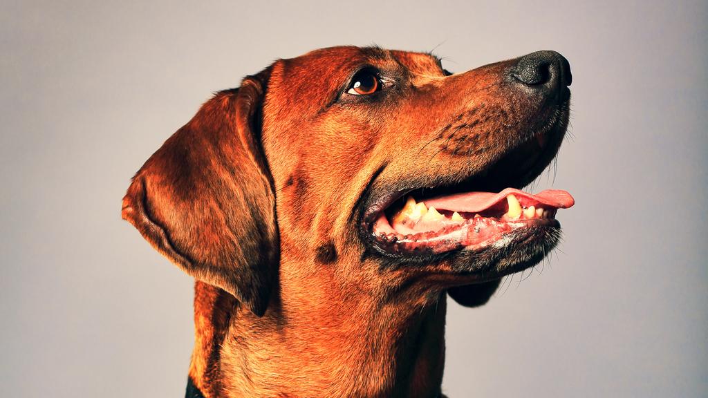 Life Stage Considerations icon