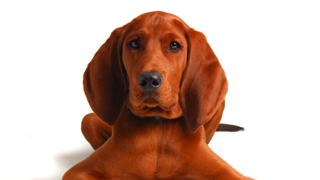 Black and Tan Coonhound