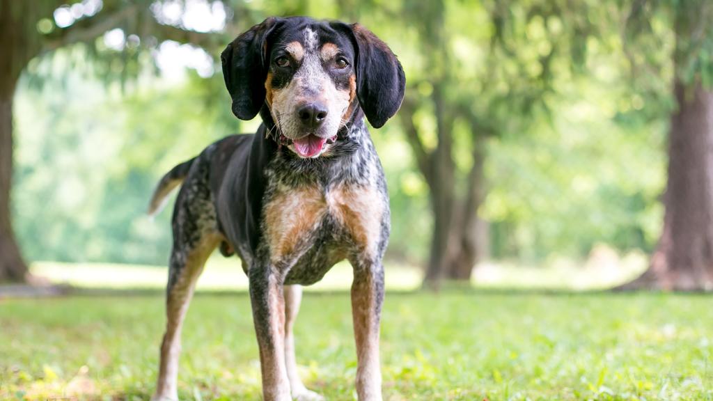 Black and Tan Coonhound