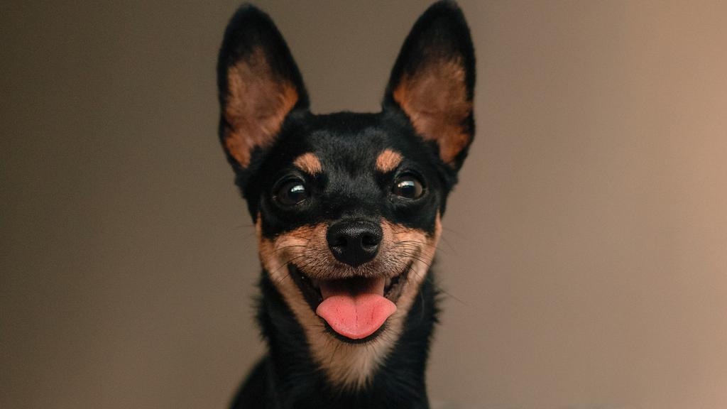 Black and Tan Coonhound
