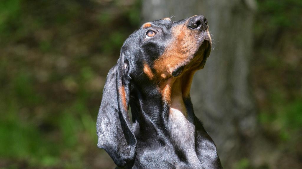 Black and Tan Coonhound