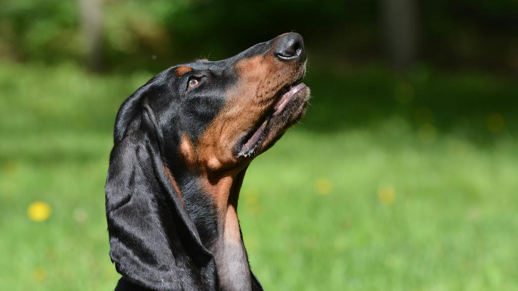Black and Tan Coonhound