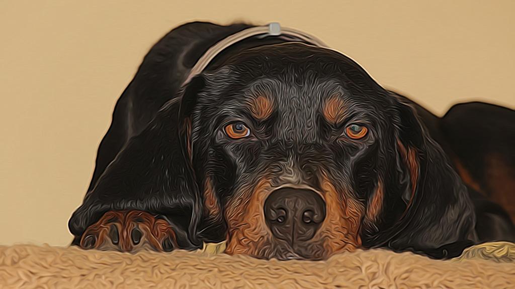 Black and Tan Coonhound