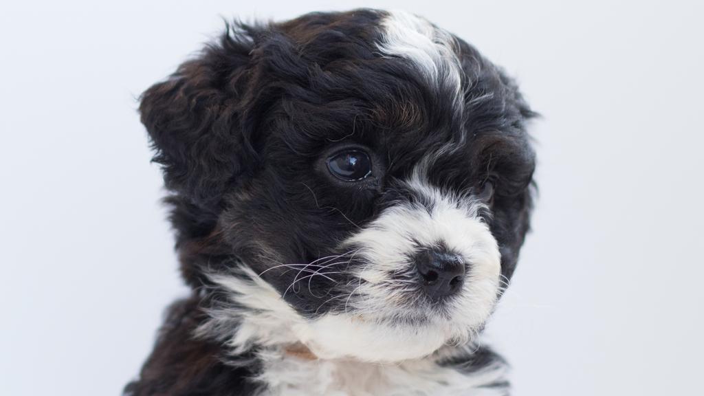 Black Russian Terrier