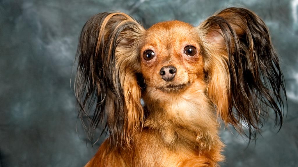 Black Russian Terrier