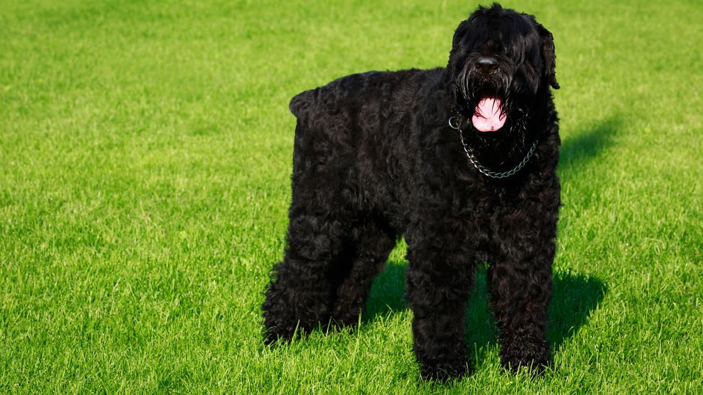 Black Russian Terrier