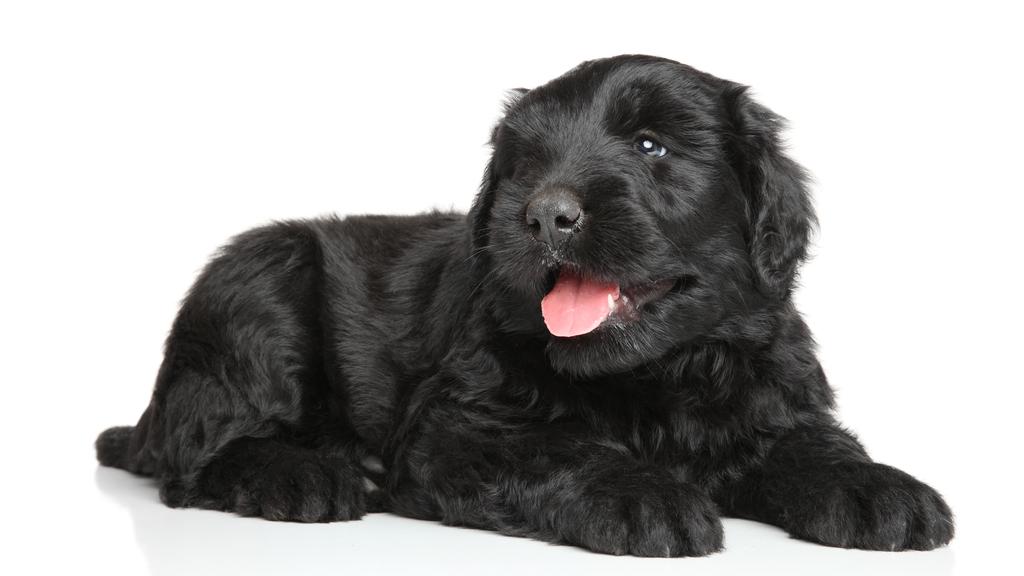 Temperament & Behavior icon