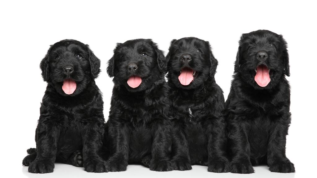 Grooming & Health icon