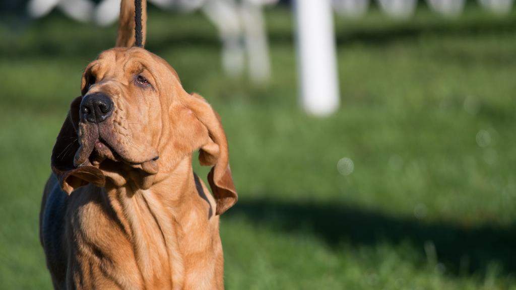 Suitability for First-Time vs. Experienced Owners icon