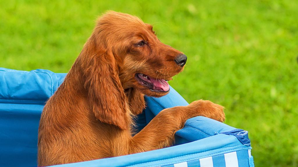 Grooming & Health icon