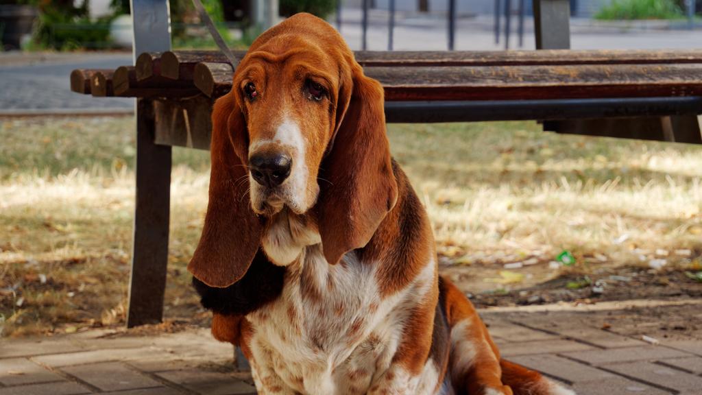 Exercise & Activity Needs icon