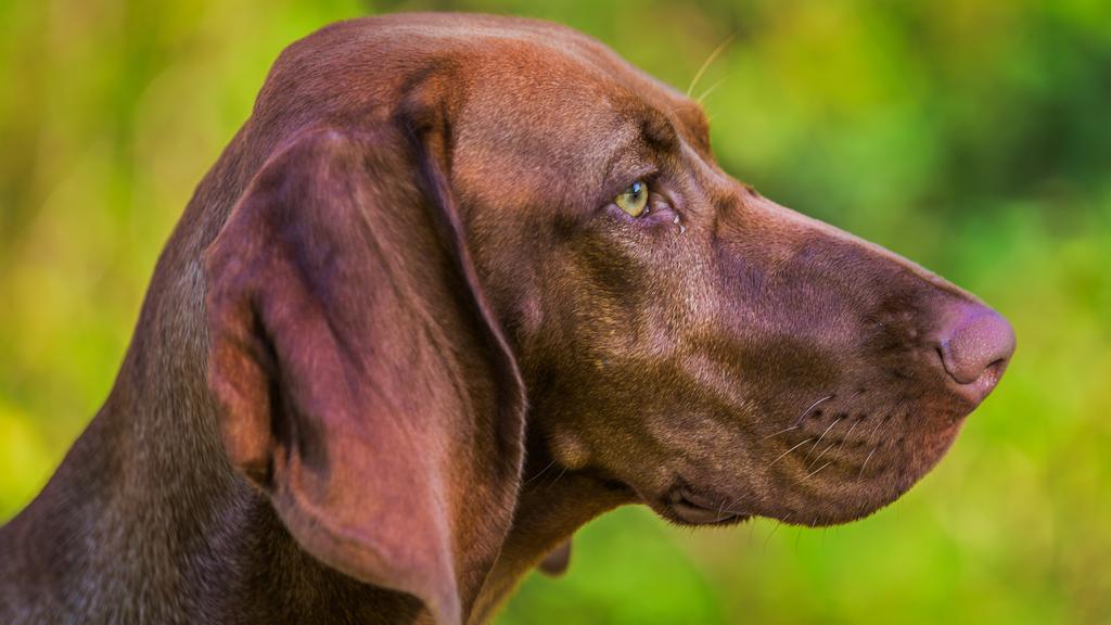 Adoption vs. Breeder Considerations icon