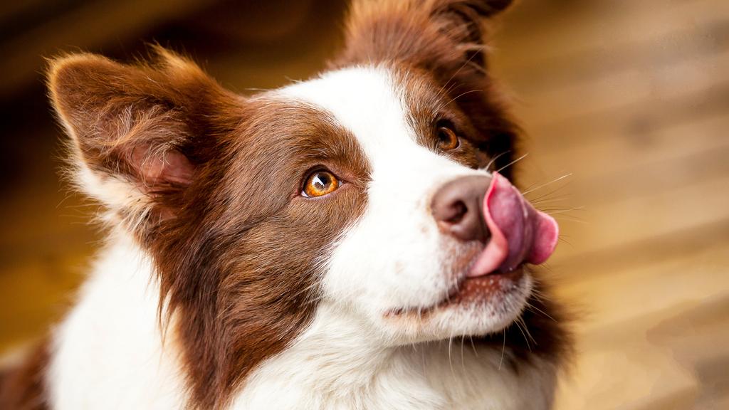 Living Environment Adaptability icon