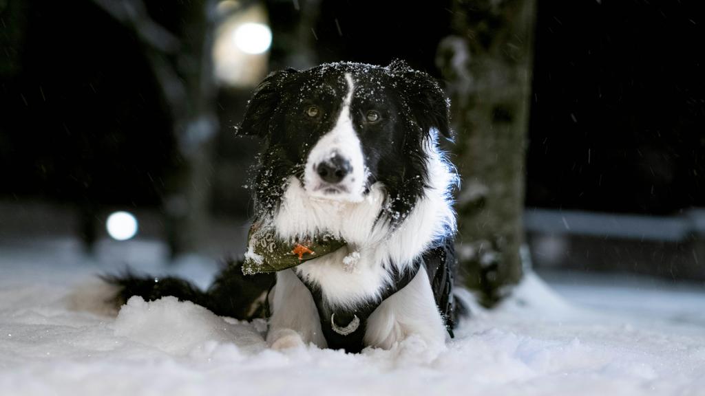 Adoption vs. Breeder Considerations icon