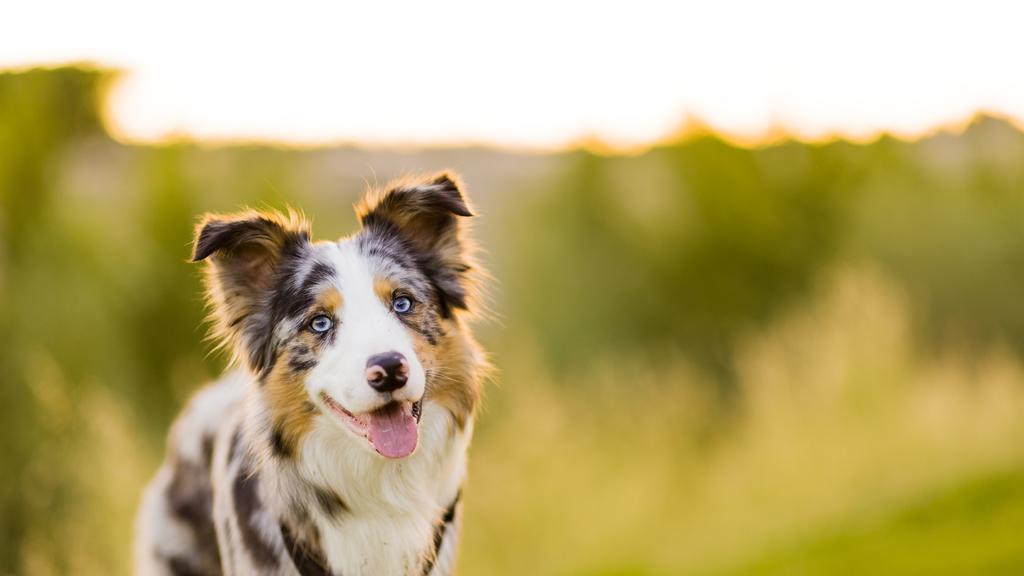 Border Collie