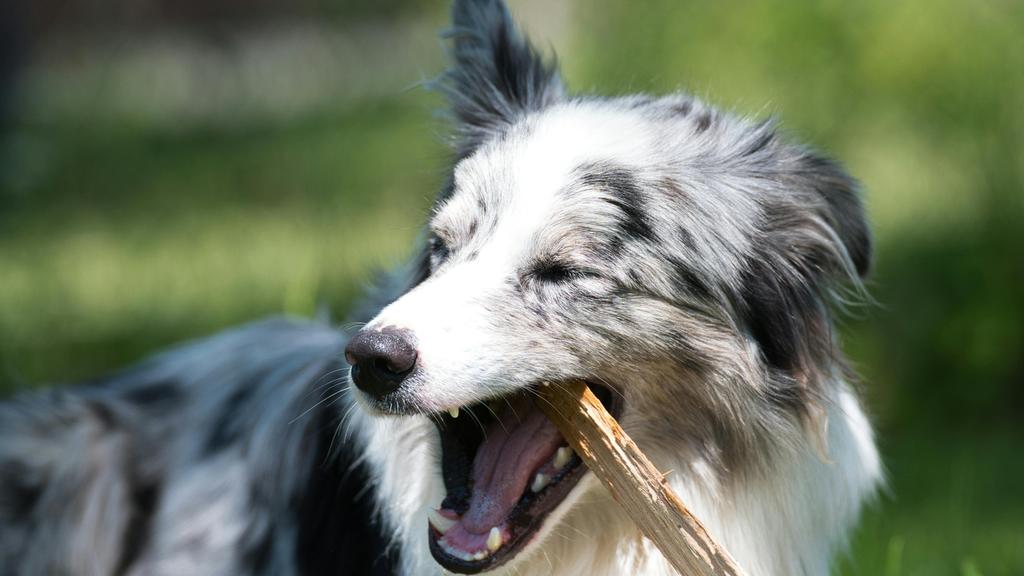 Exercise & Activity Needs icon