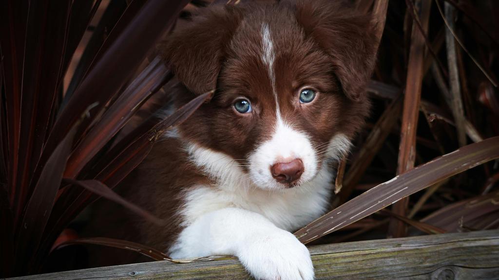 Temperament & Behavior icon