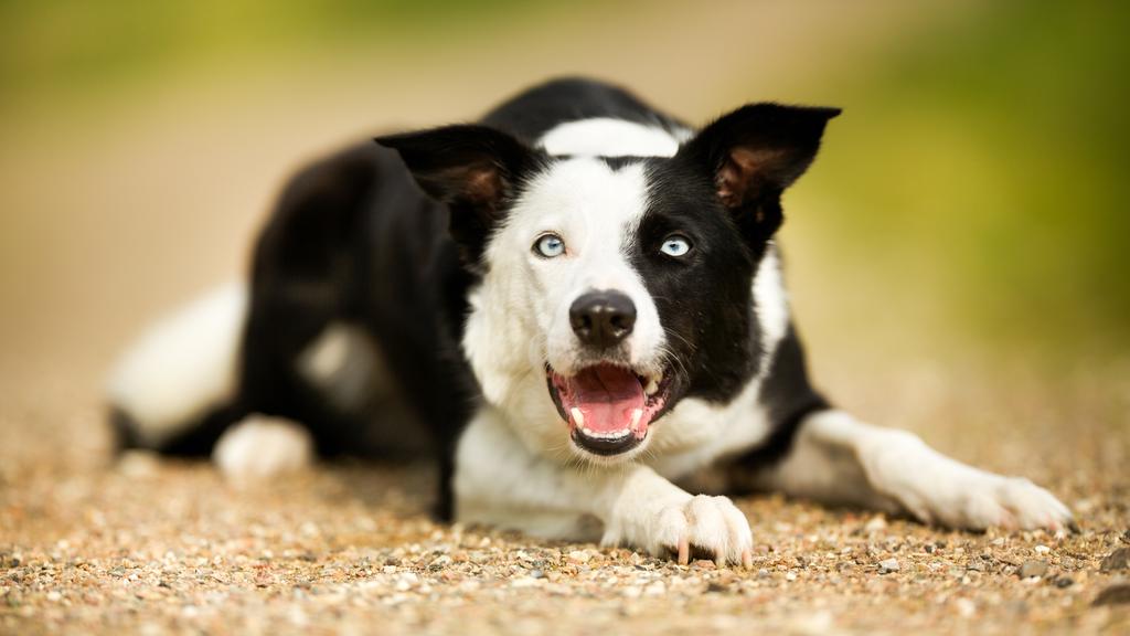 Border Collie