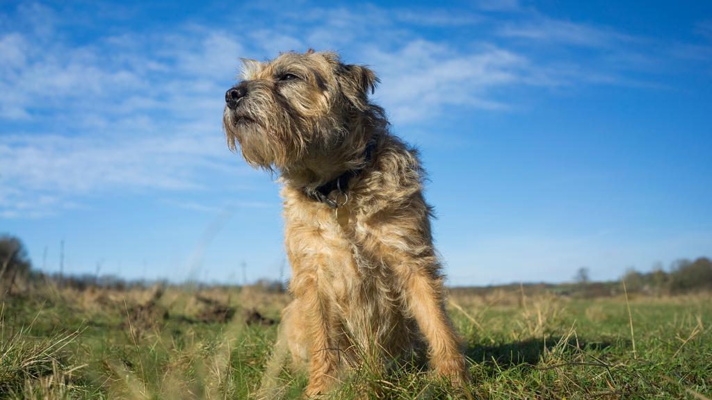 Suitability for First-Time vs. Experienced Owners icon