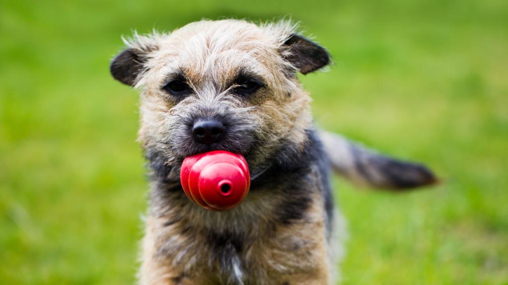 Border Terrier