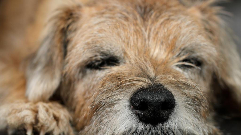 Border Terrier