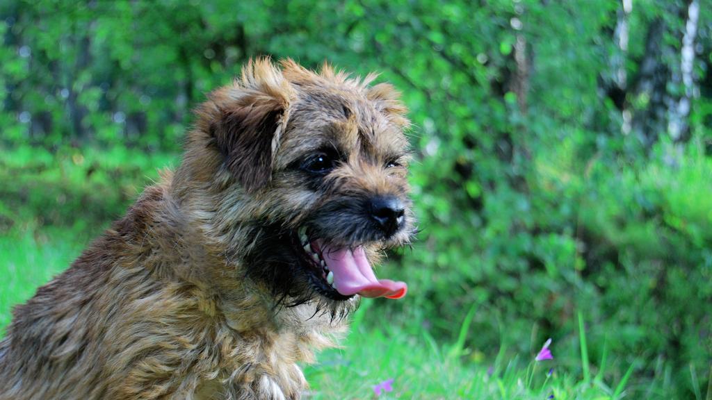 Border Terrier
