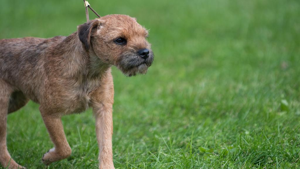 Border Terrier