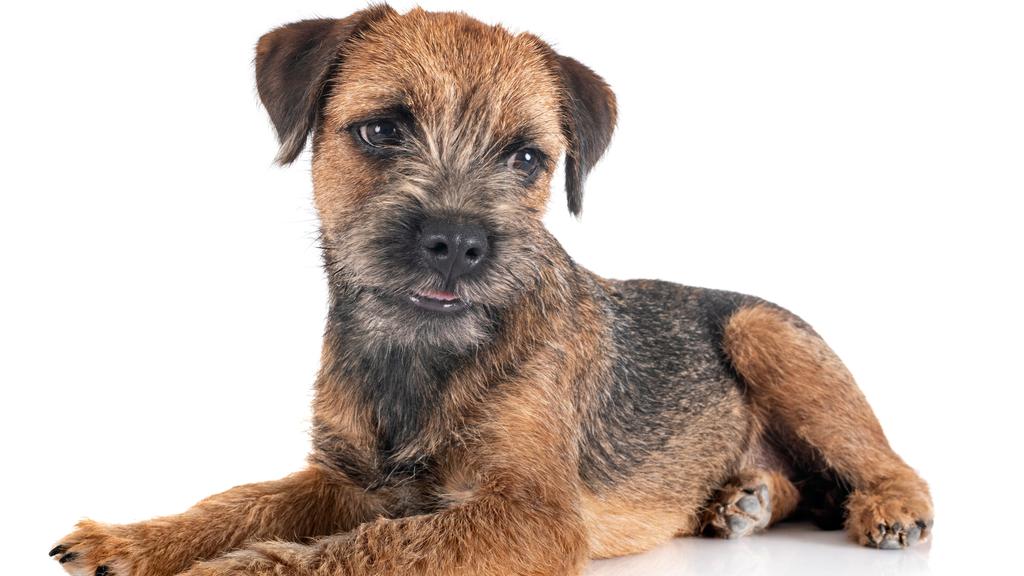 Border Terrier