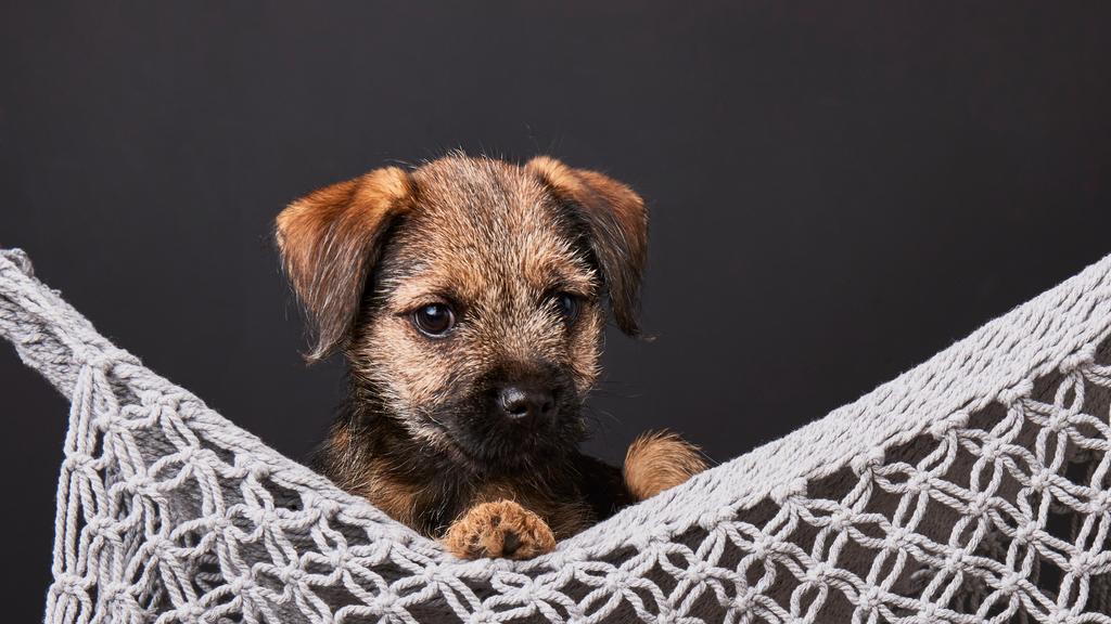 Border Terrier