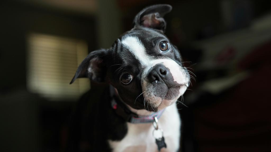 Life Stage Considerations icon