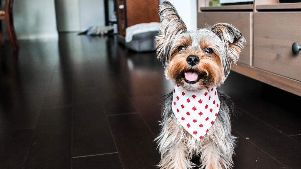 Basic Information icon