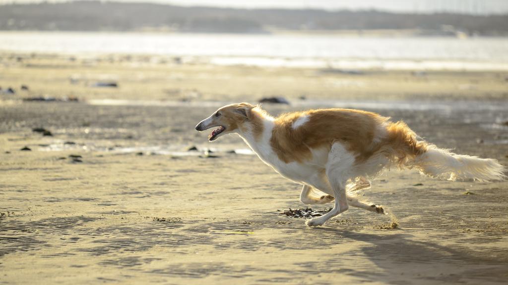 Borzoi