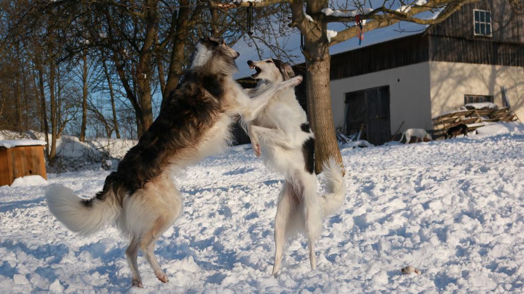 Borzoi