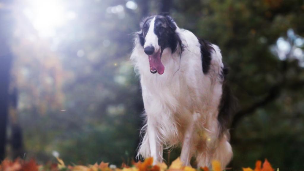 Borzoi