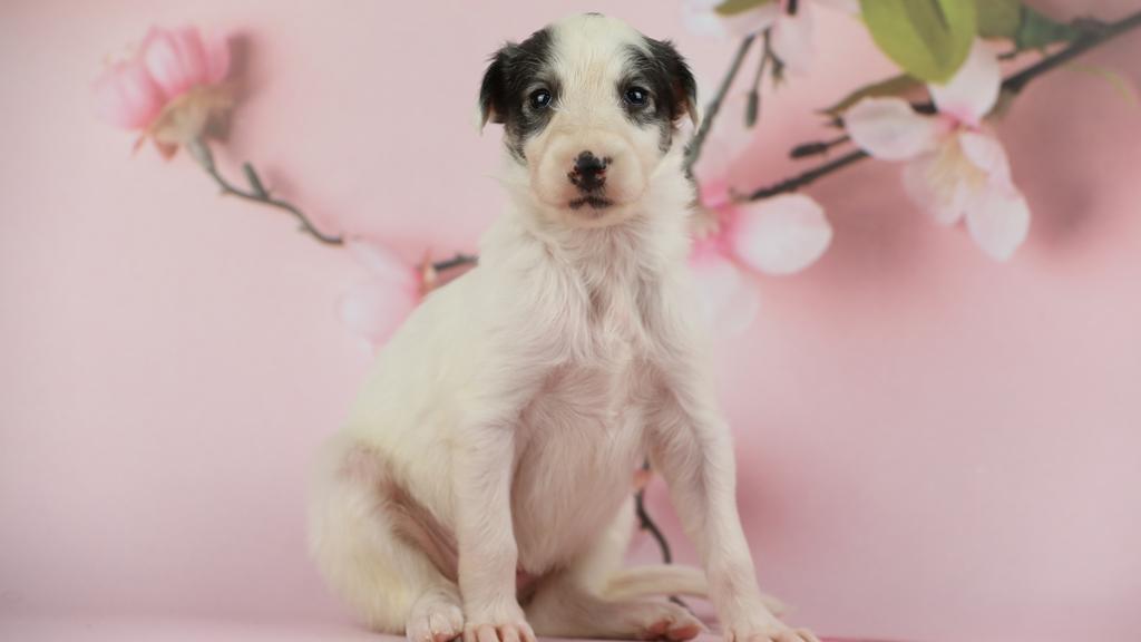 Long-Term Commitment & Special Considerations icon