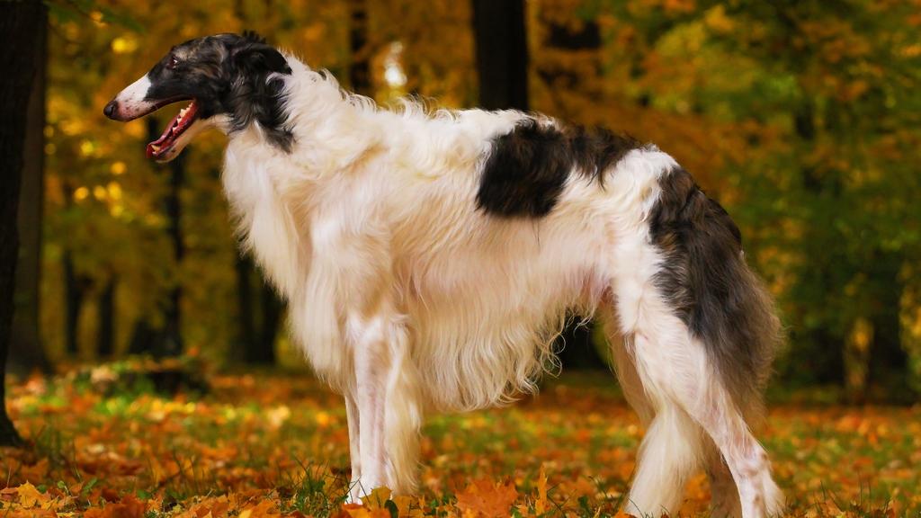 Exercise & Activity Needs icon