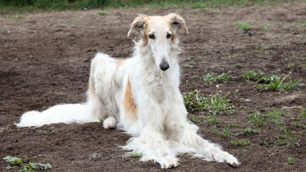 Borzoi