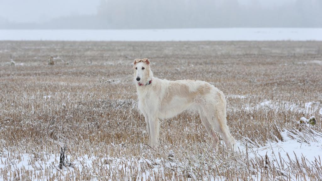 Temperament & Behavior icon