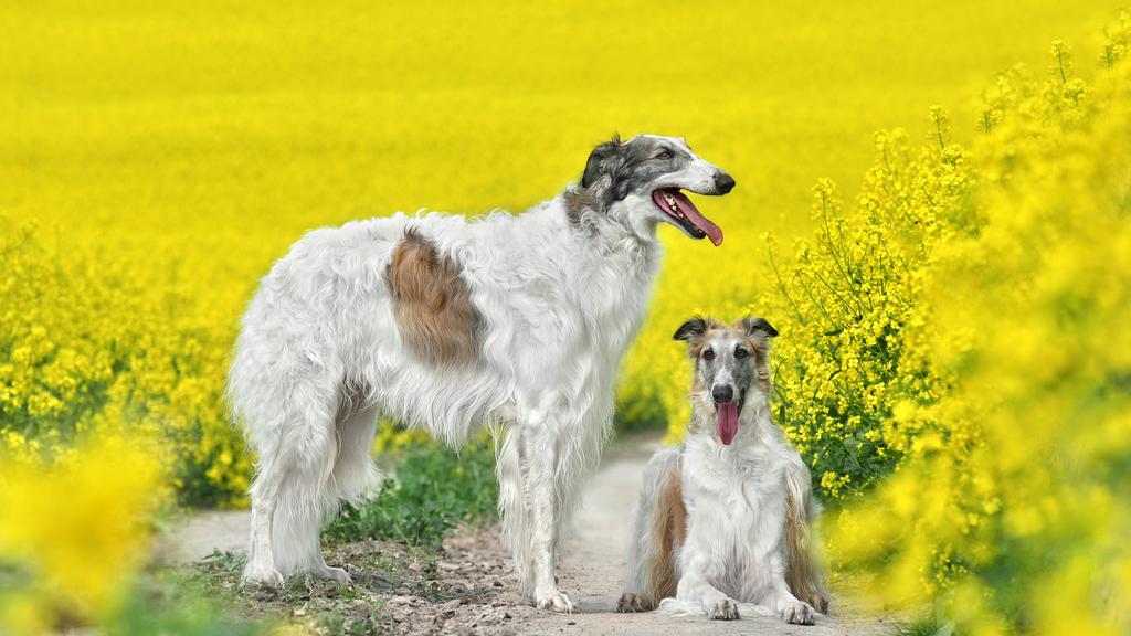Borzoi