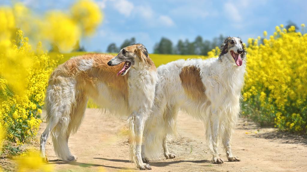 Basic Information icon