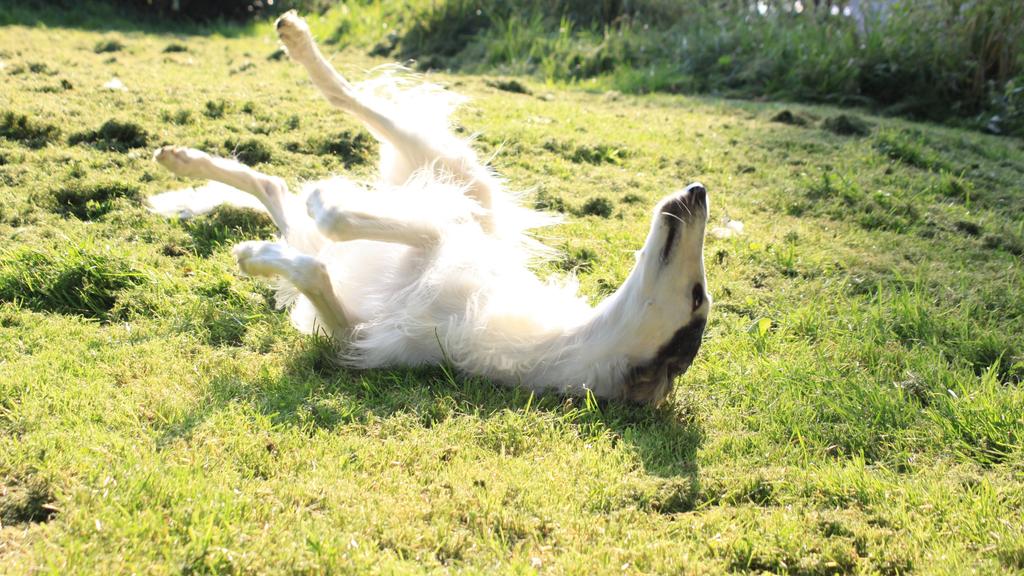 Borzoi