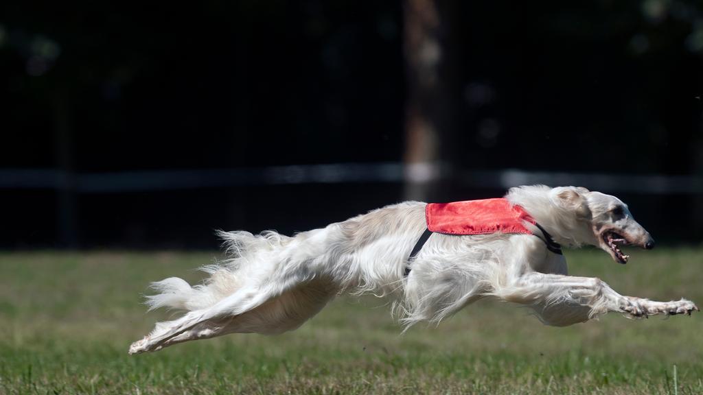 Grooming & Health icon