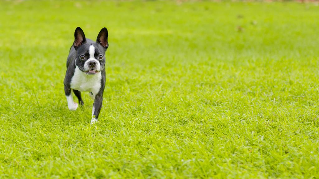 Boston Terrier