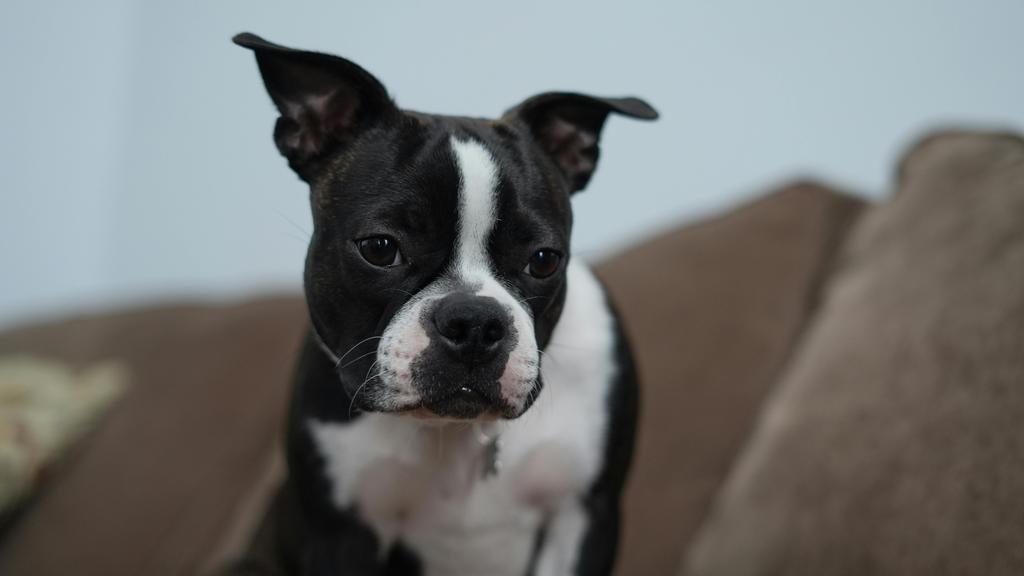 Boston Terrier