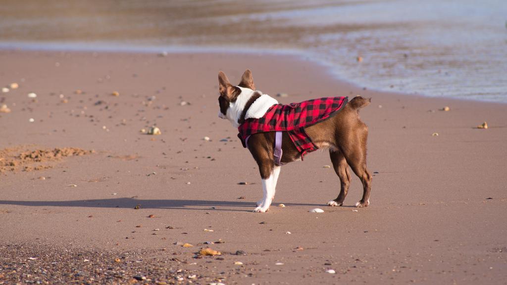 Temperament & Behavior icon